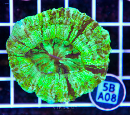 Acanthophyllia AUS