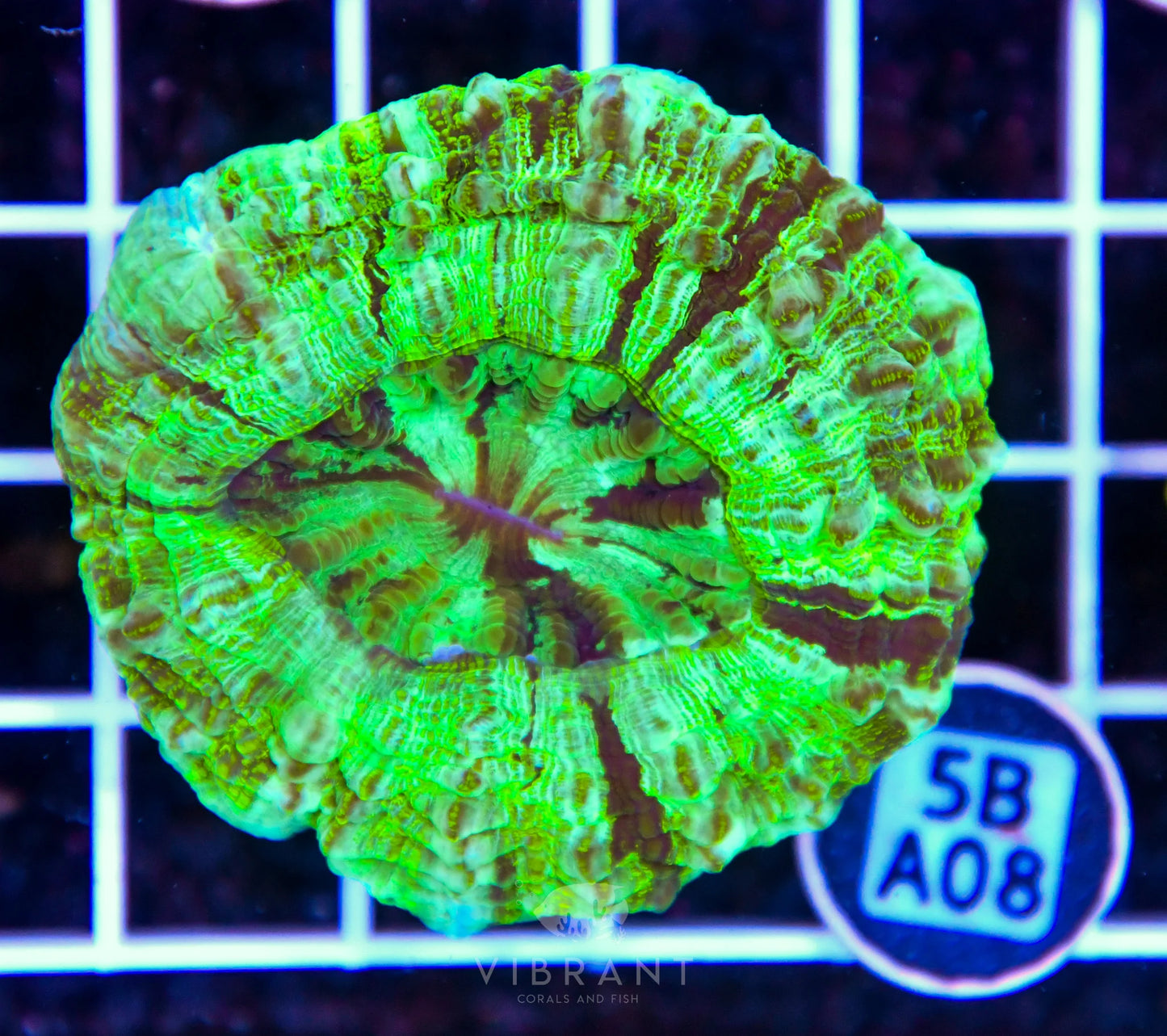 Acanthophyllia AUS