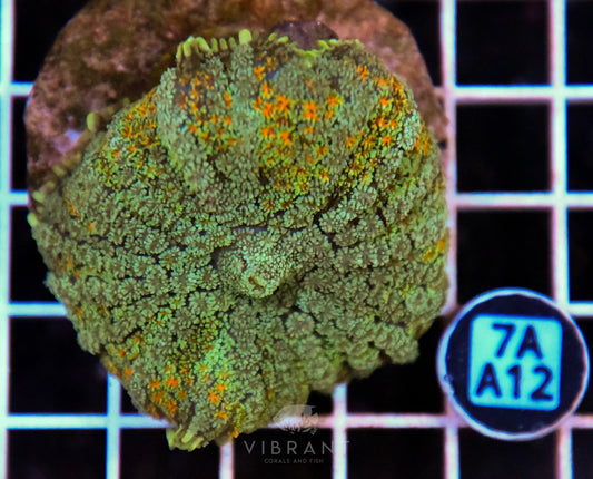 Mushroom INDO