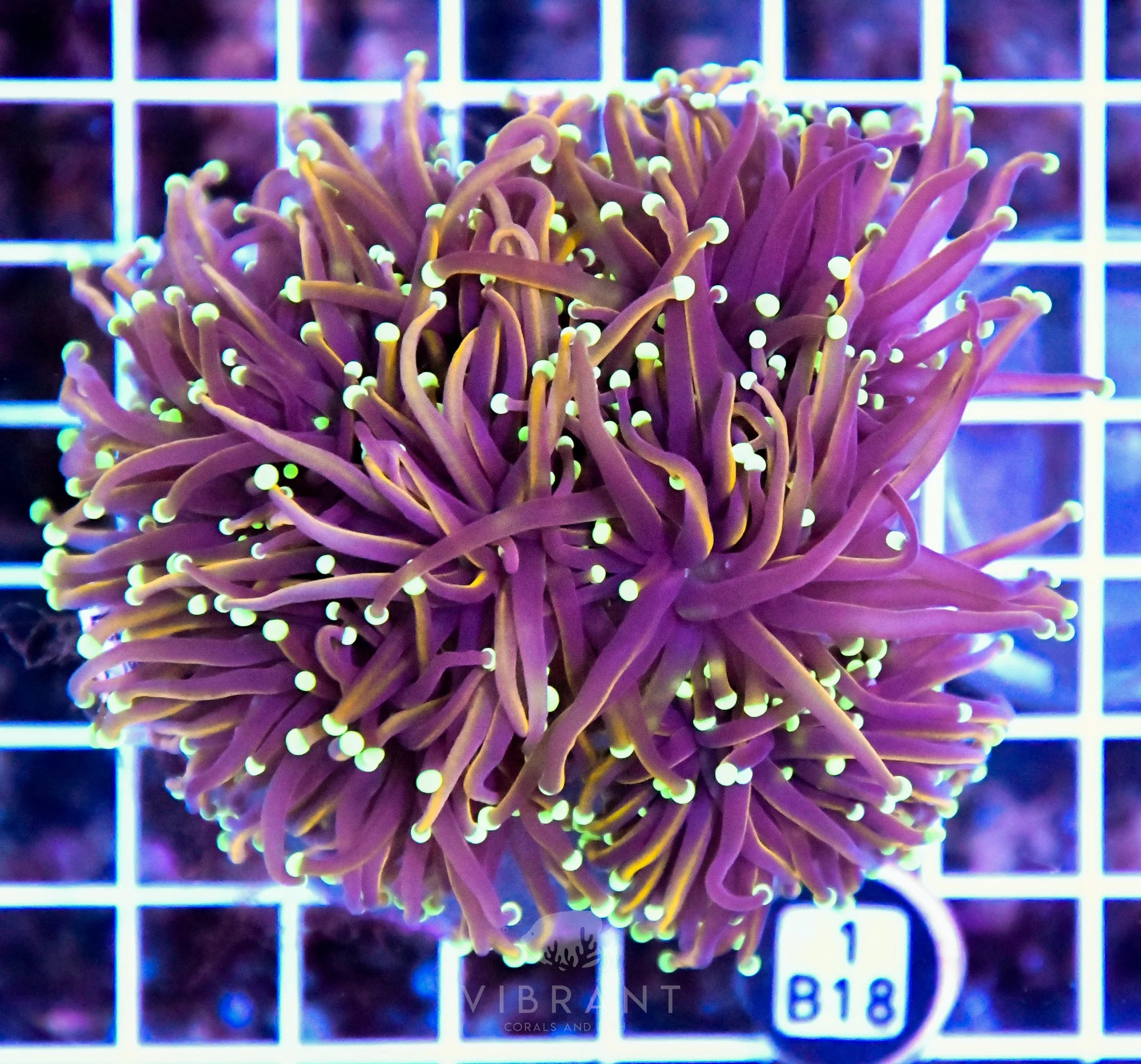 Torch INDO Colony