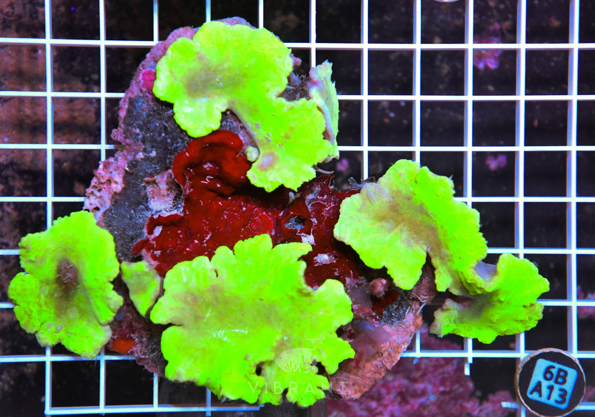 Cabbage Coral INDO