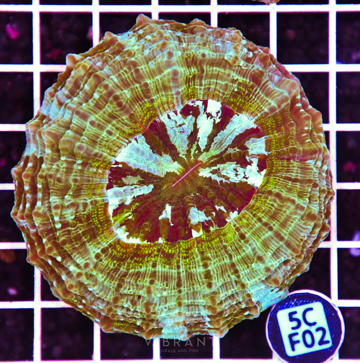 Acanthophyllia AUS