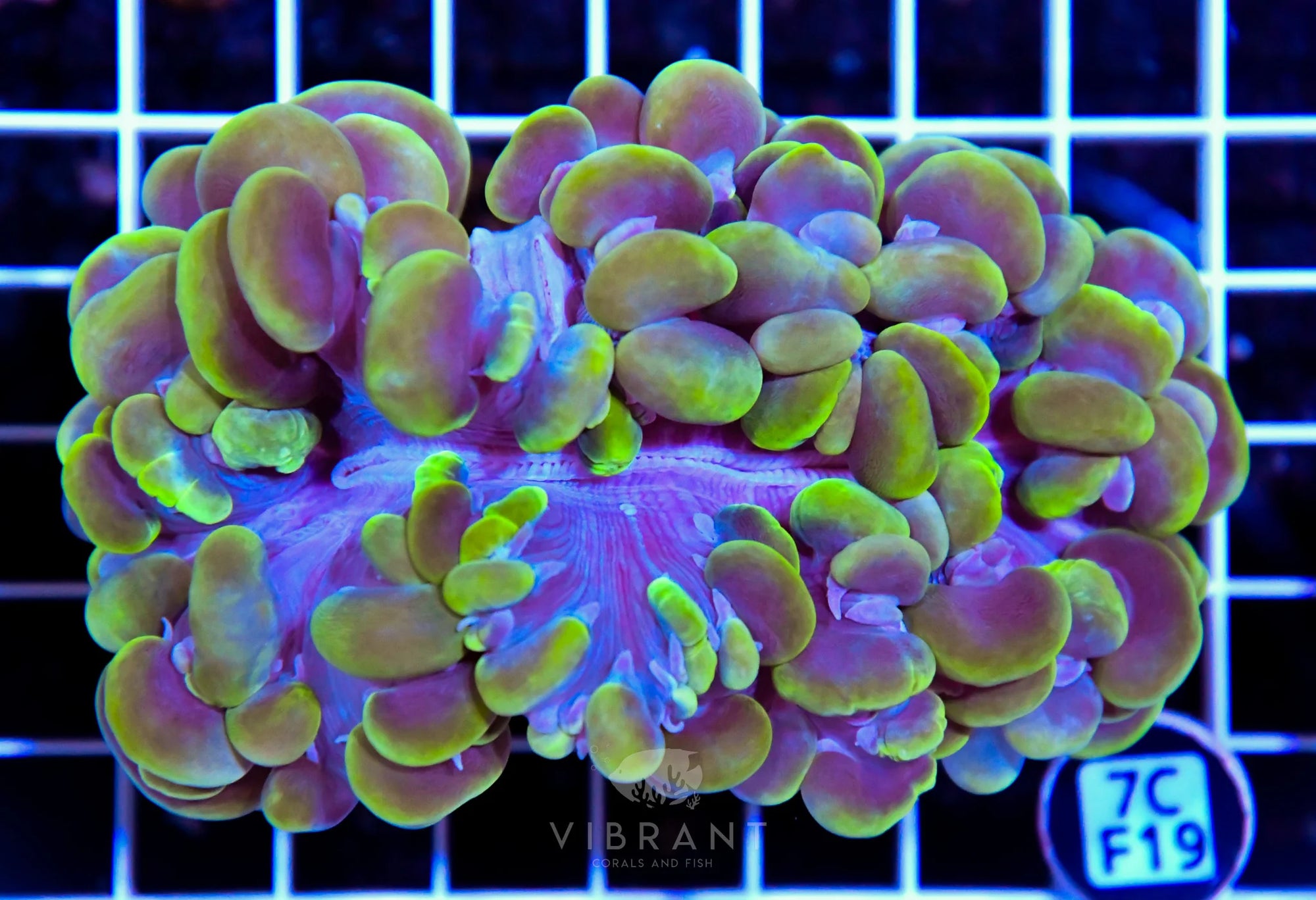 Bubble Coral INDO W