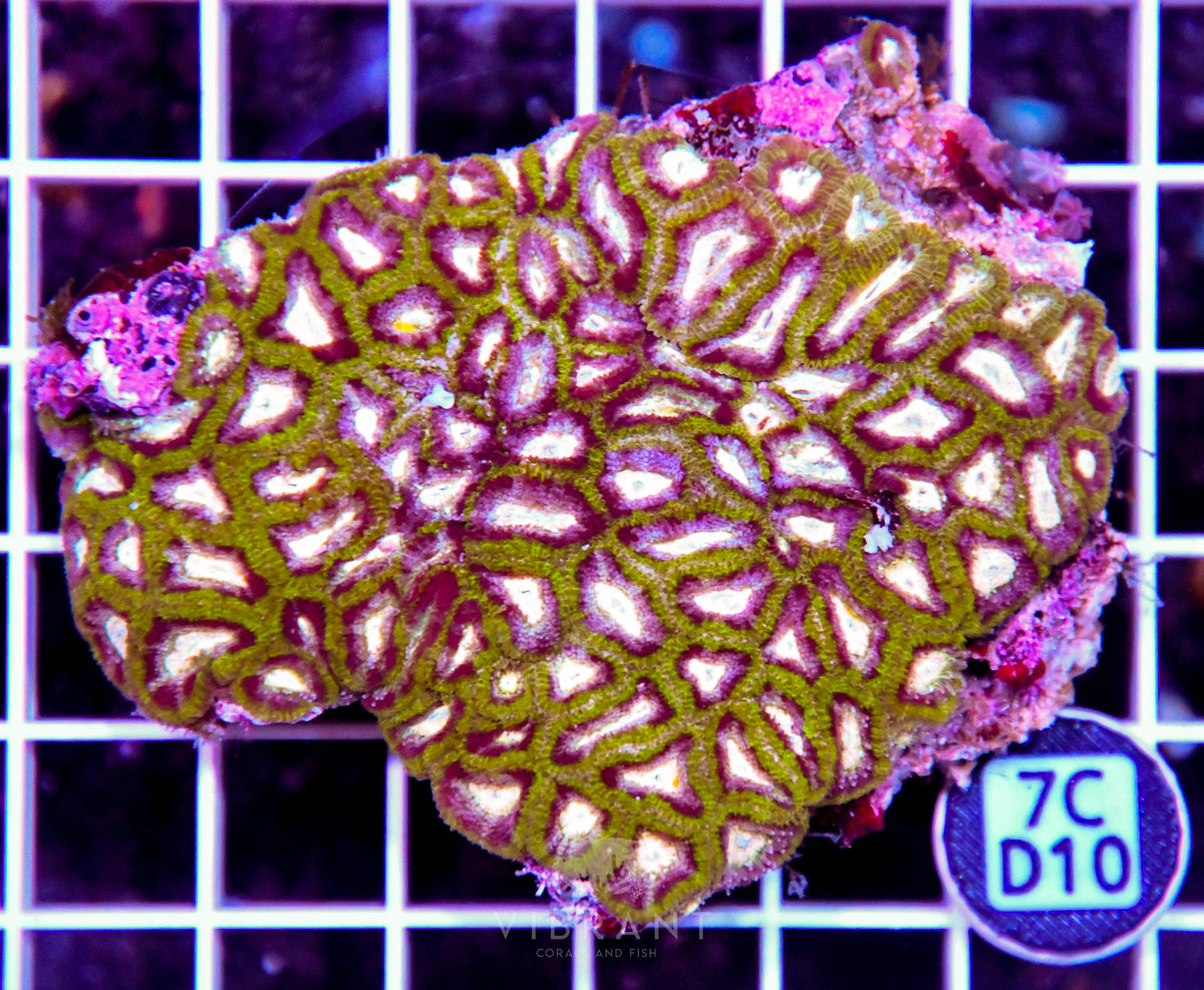 Micromussa INDO