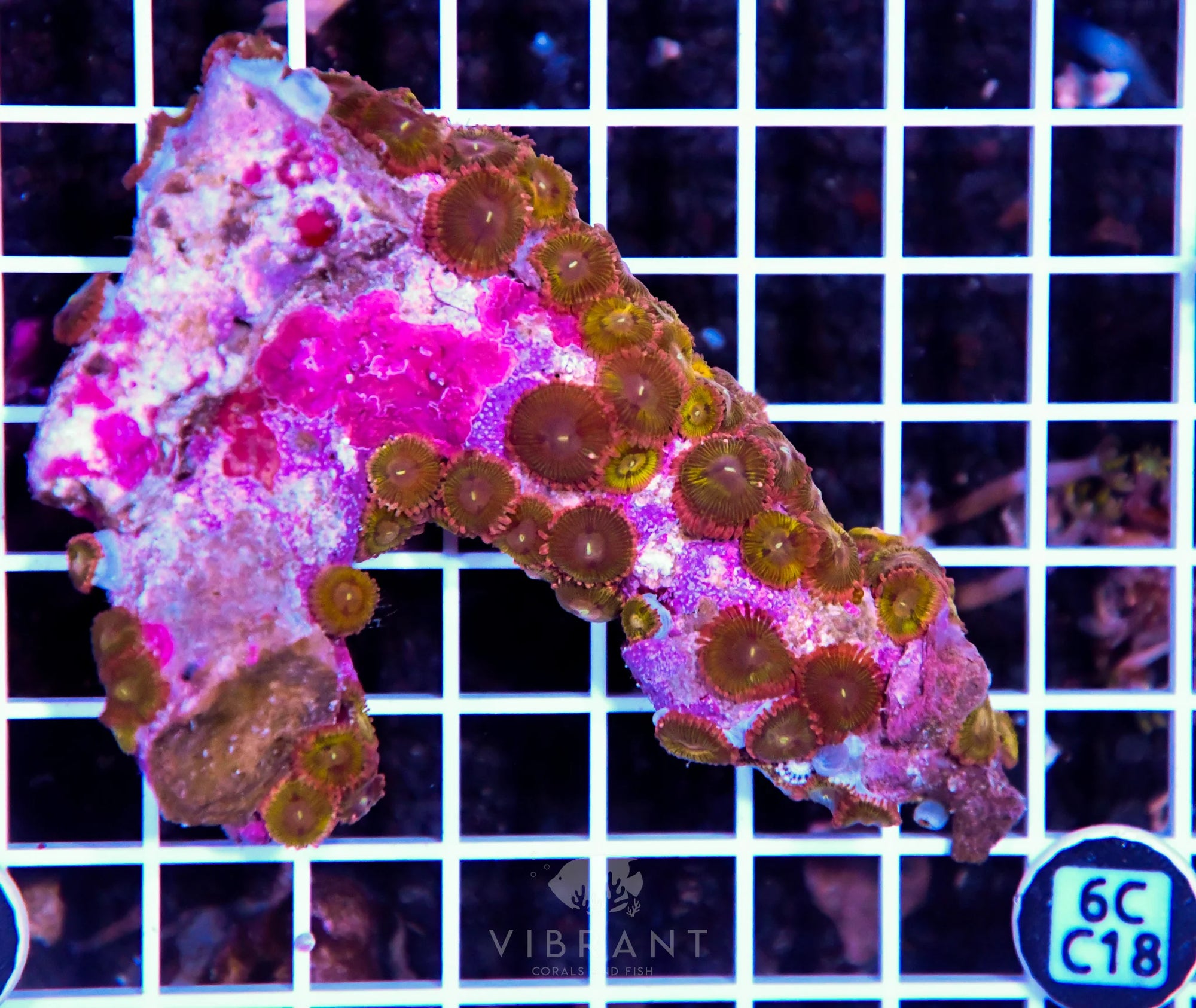 Zoa INDO W