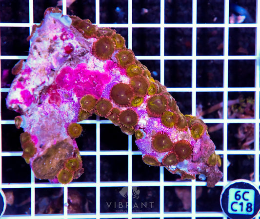Zoa INDO W