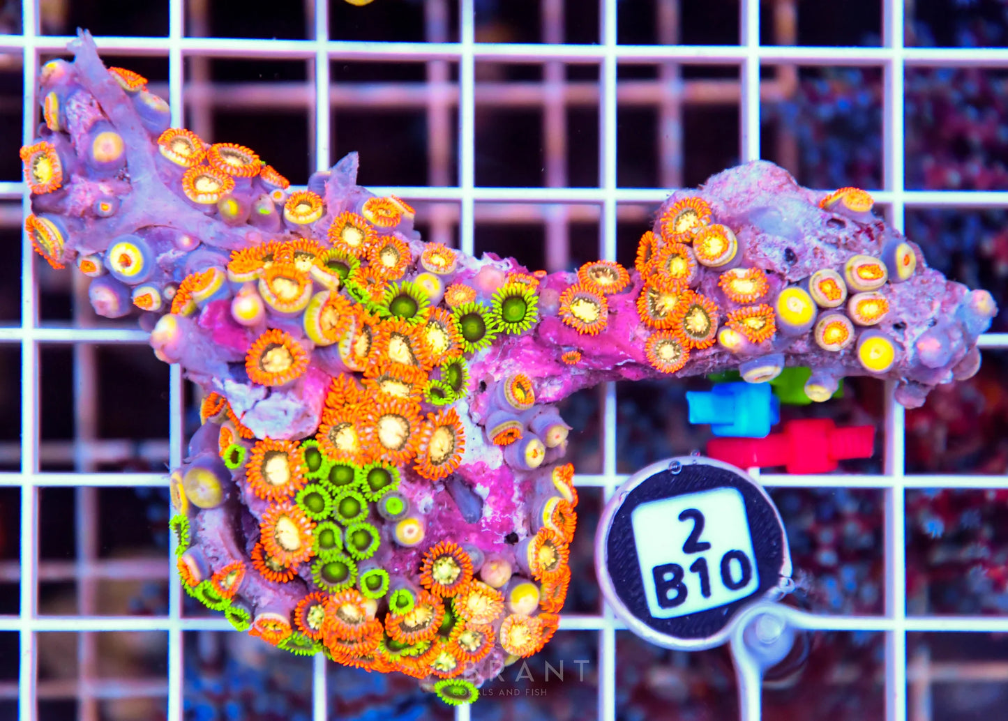 Zoa AUS