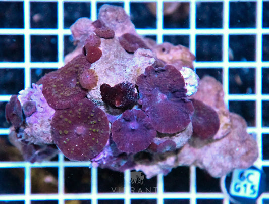 Mushroom INDO W
