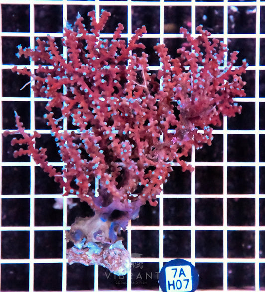 Gorgonian INDO W