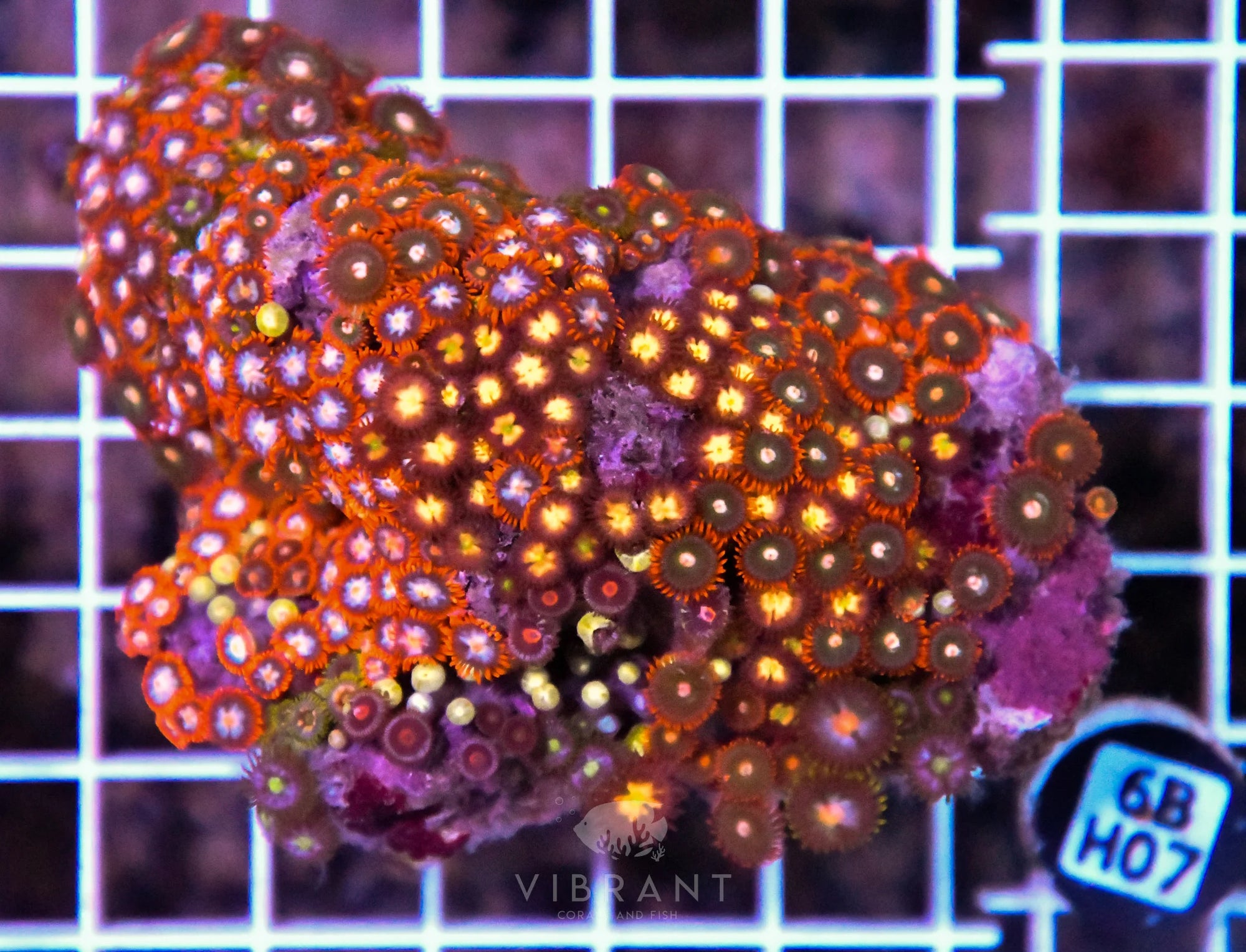 Zoa INDO W