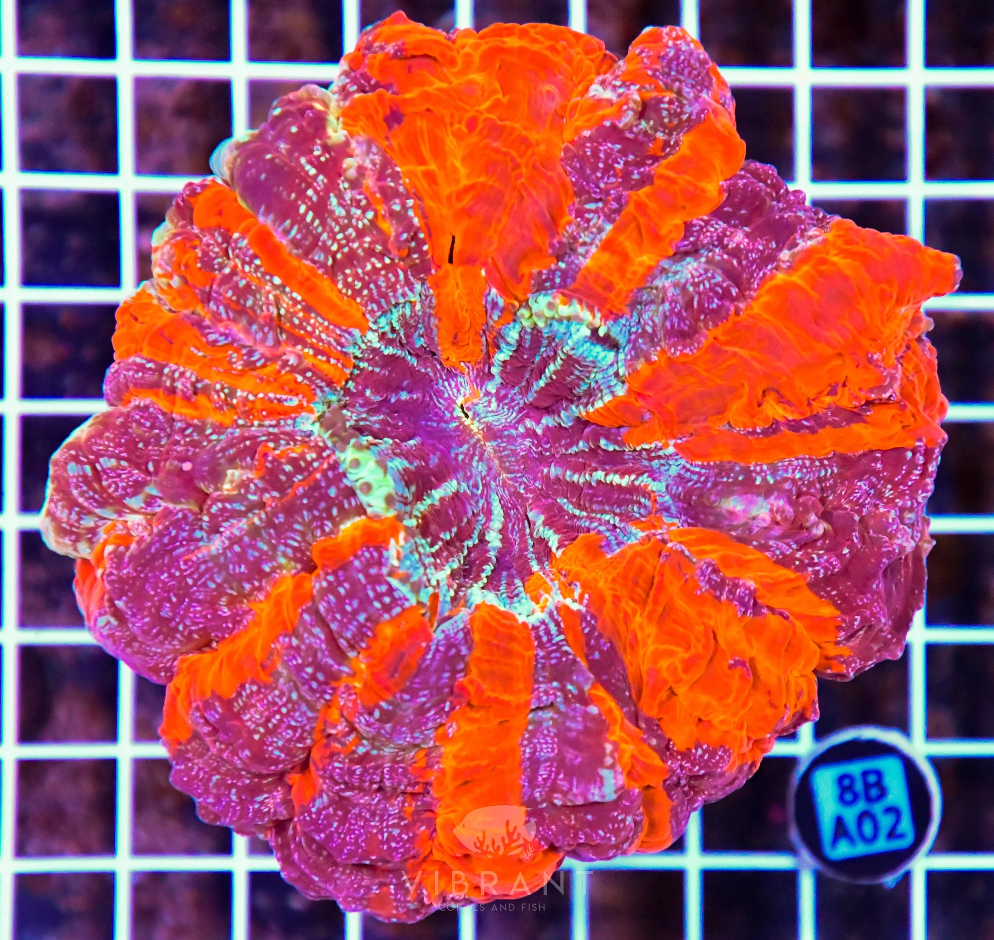 Acanthophyllia INDO W