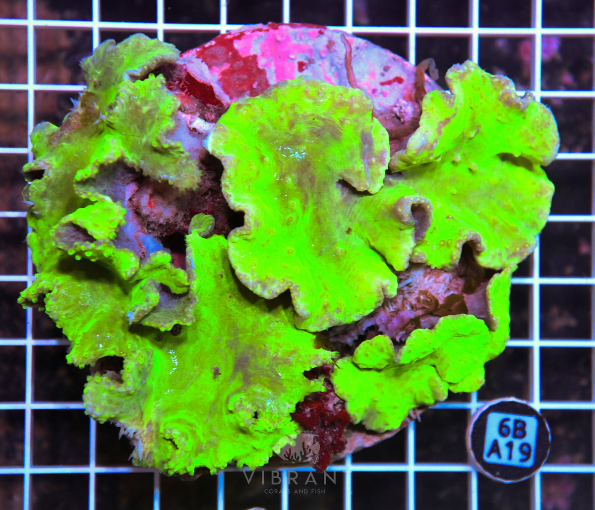 Cabbage Coral INDO