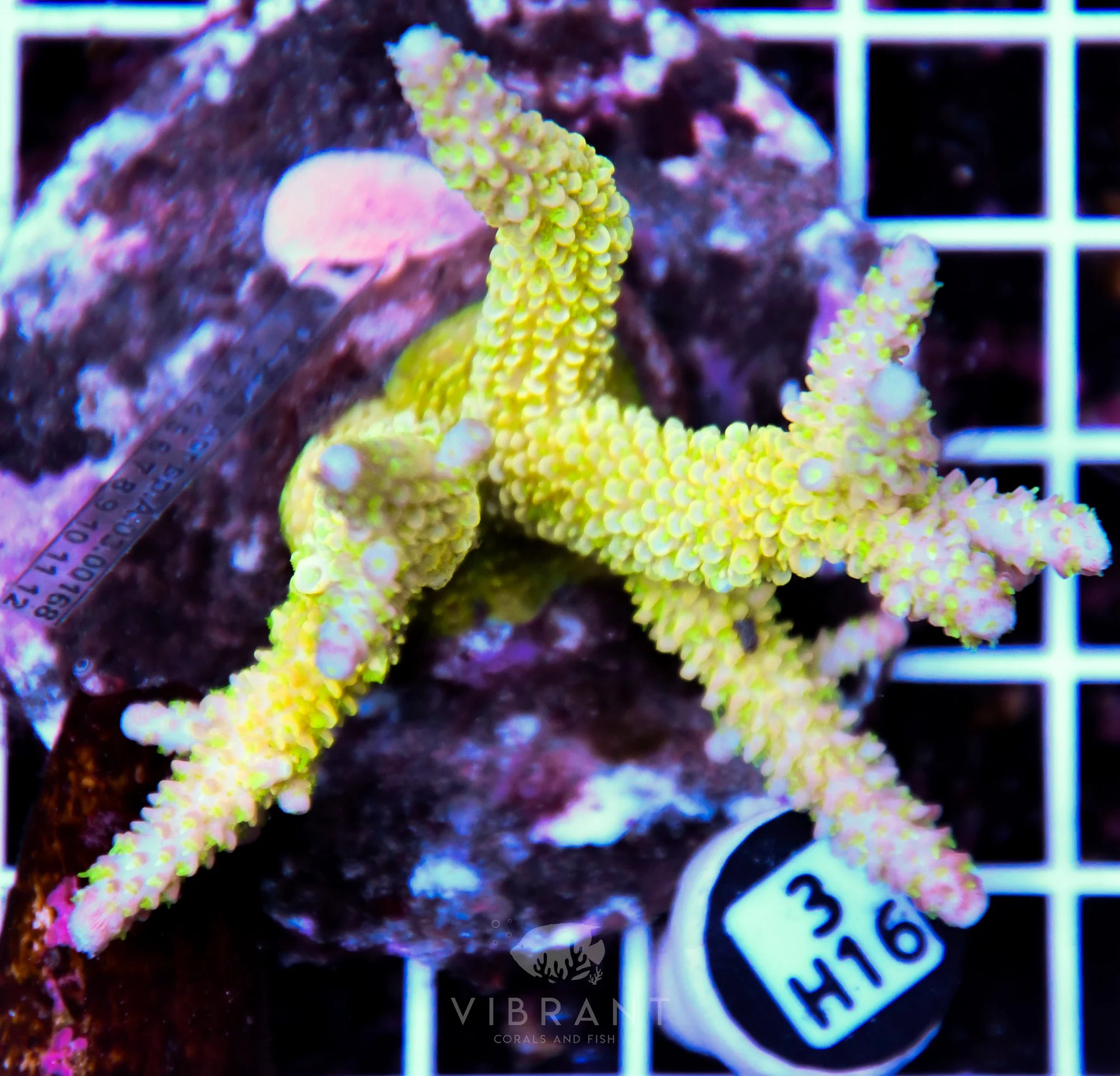 Acro INDO