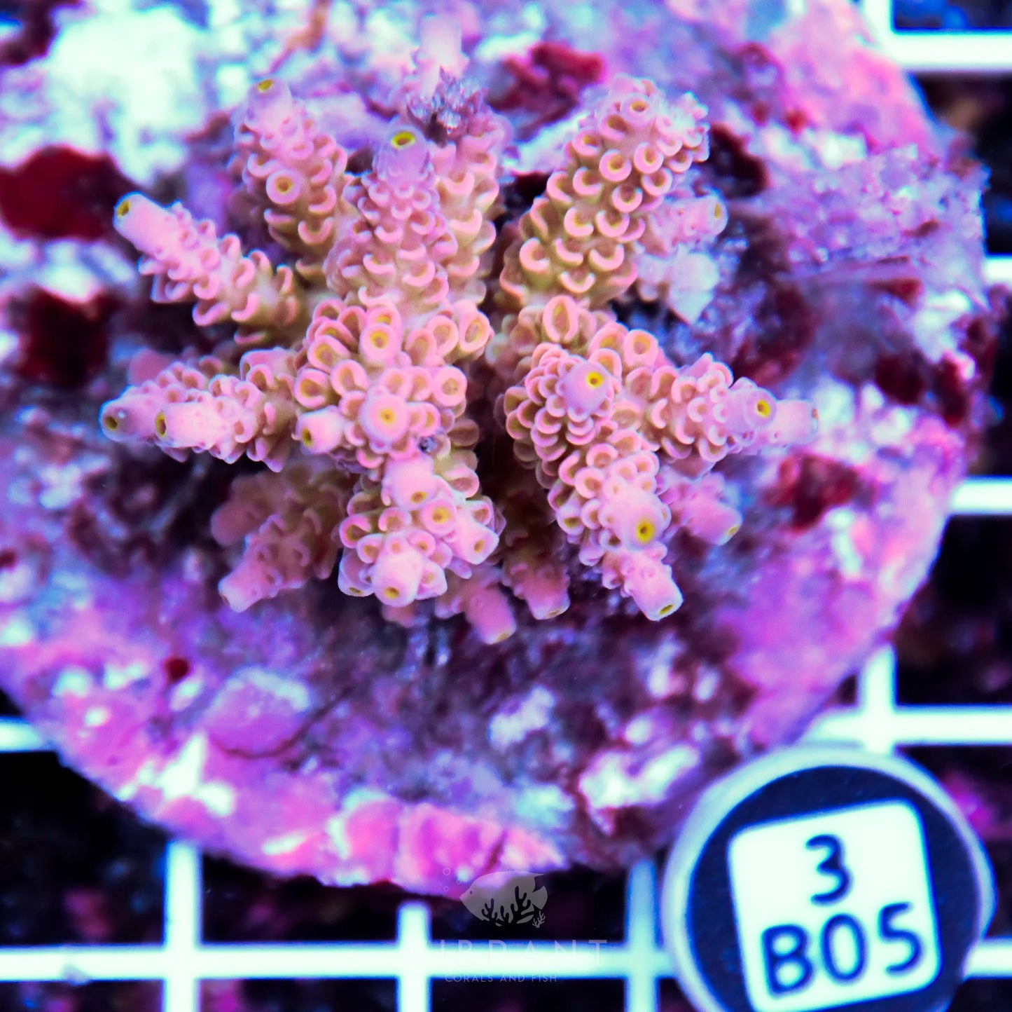 Acro INDO