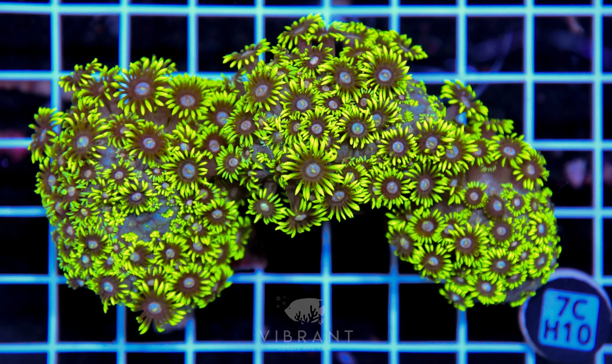 Goniopora INDO W
