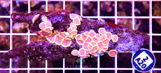 Zoa INDO W