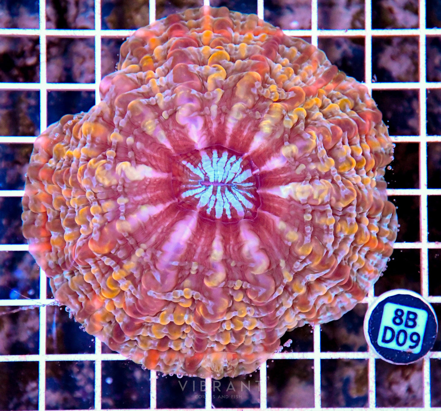 Indophyllia INDO W