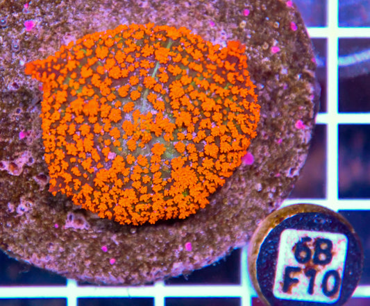 Mushroom INDO