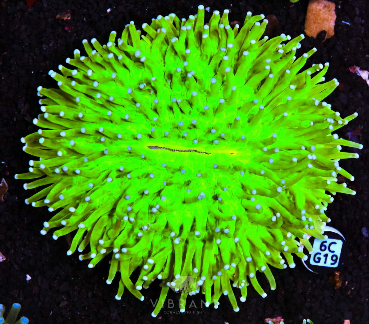 Heliofungia AUS