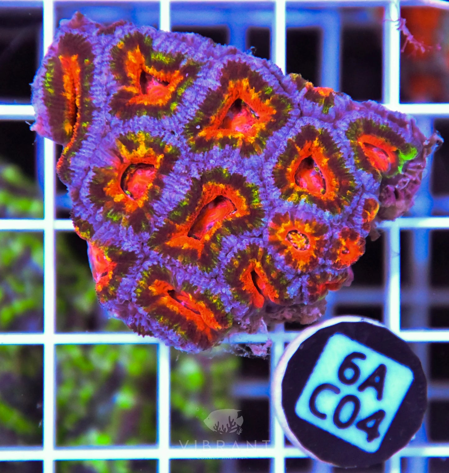 Acan Lord AUS
