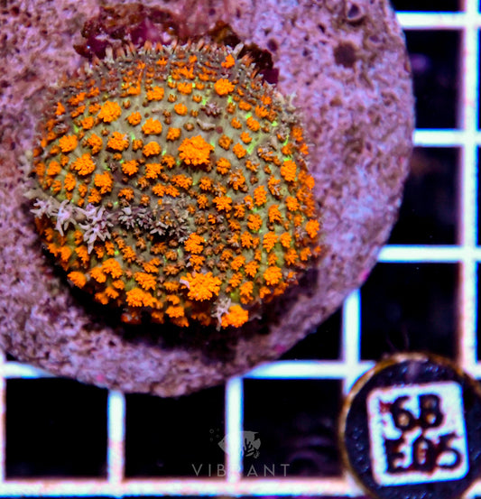 Mushroom INDO