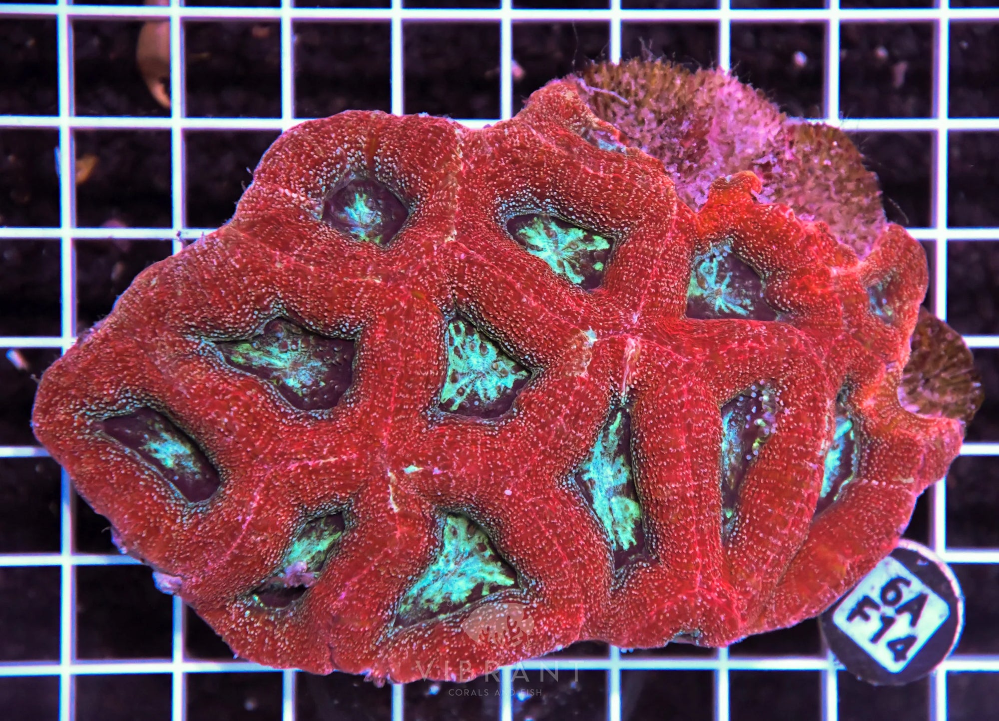 Acan Bower AUS