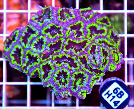 Acan Lord AUS