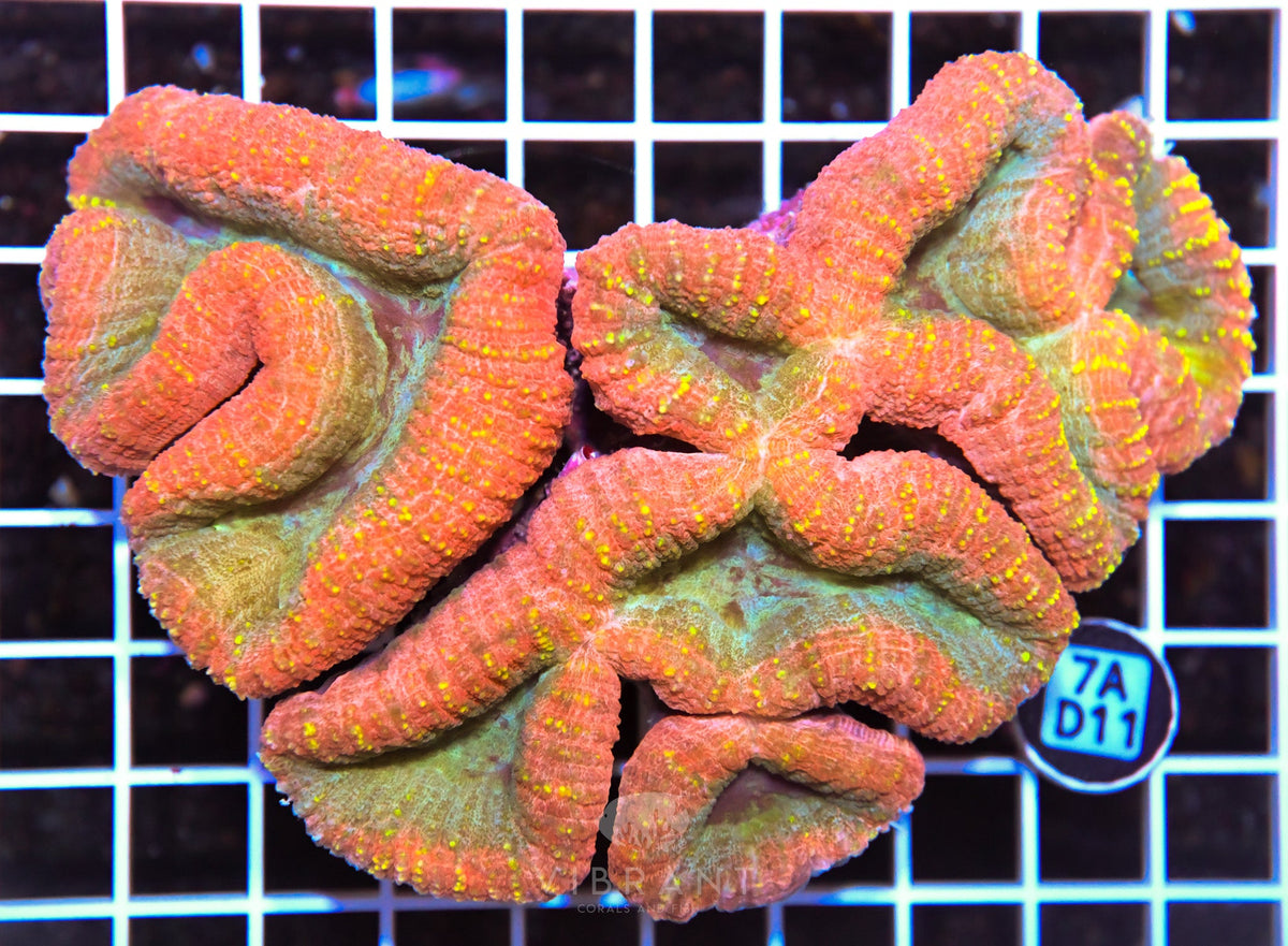 Symphyllia INDO