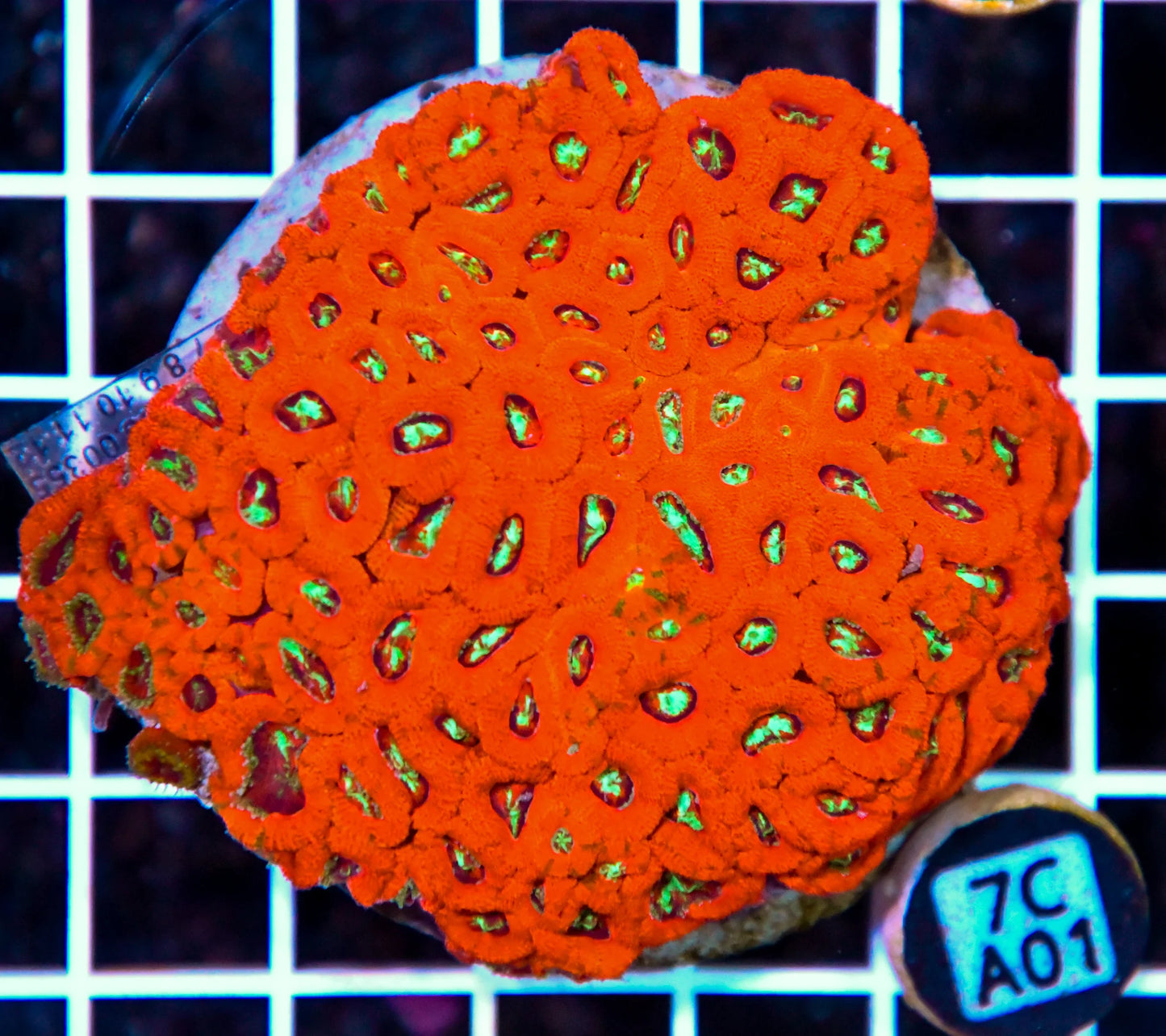 Micromussa INDO