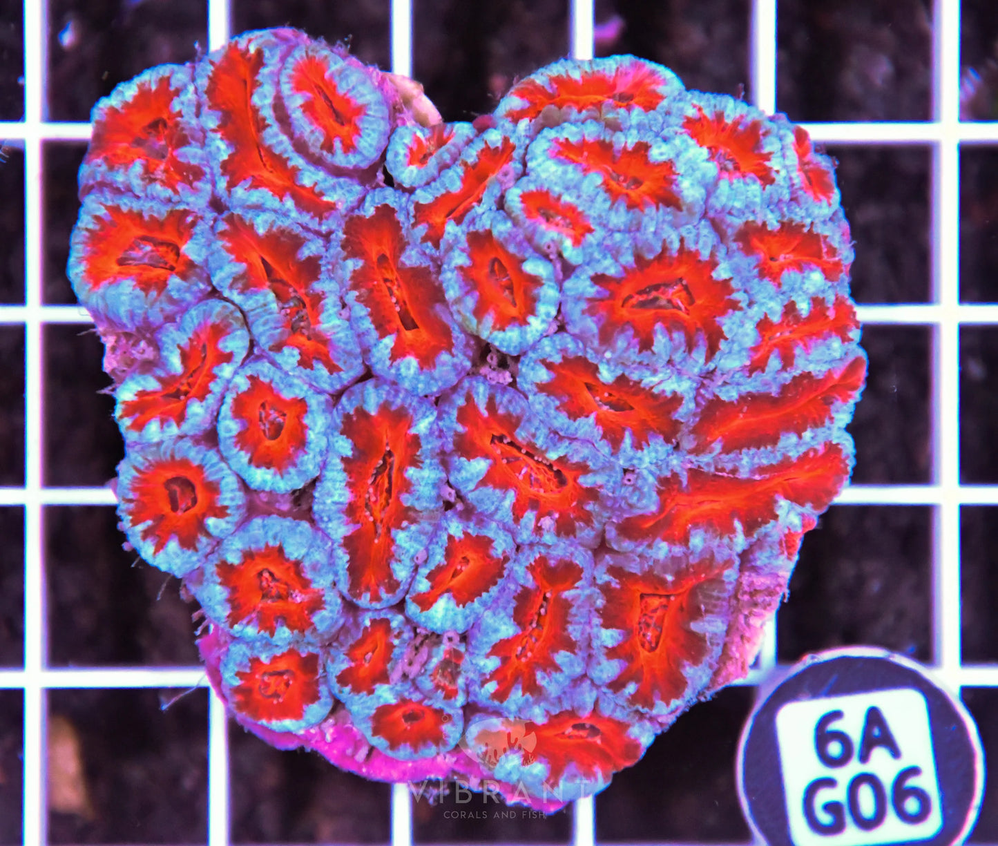 Acan Lord AUS