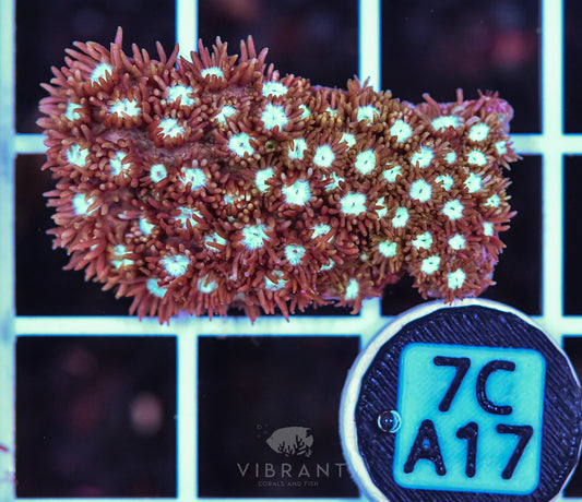 Frag Goniopora WAUS