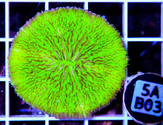Fungia AUS