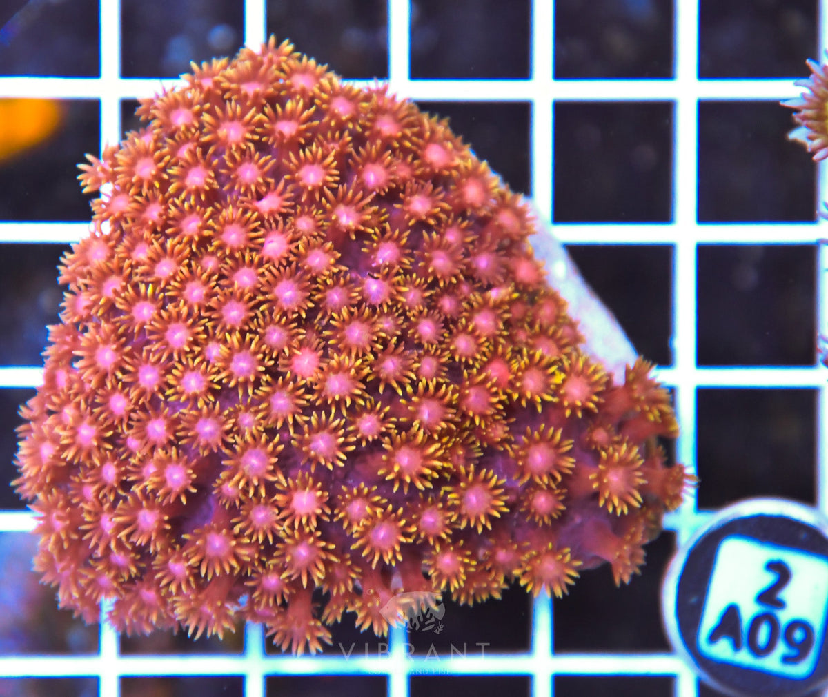 Goniopora INDO