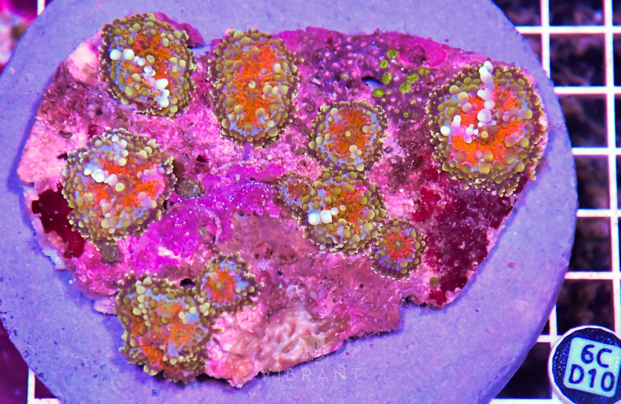 Mushroom INDO