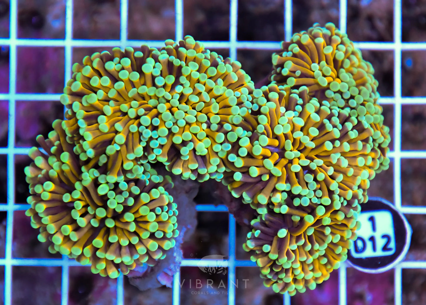 Torch GOLD AUS