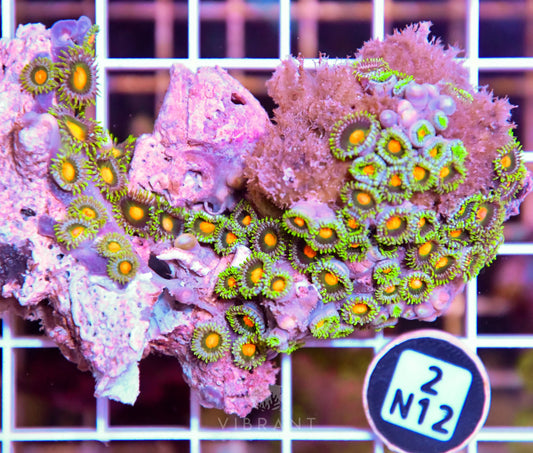 Zoa AUS