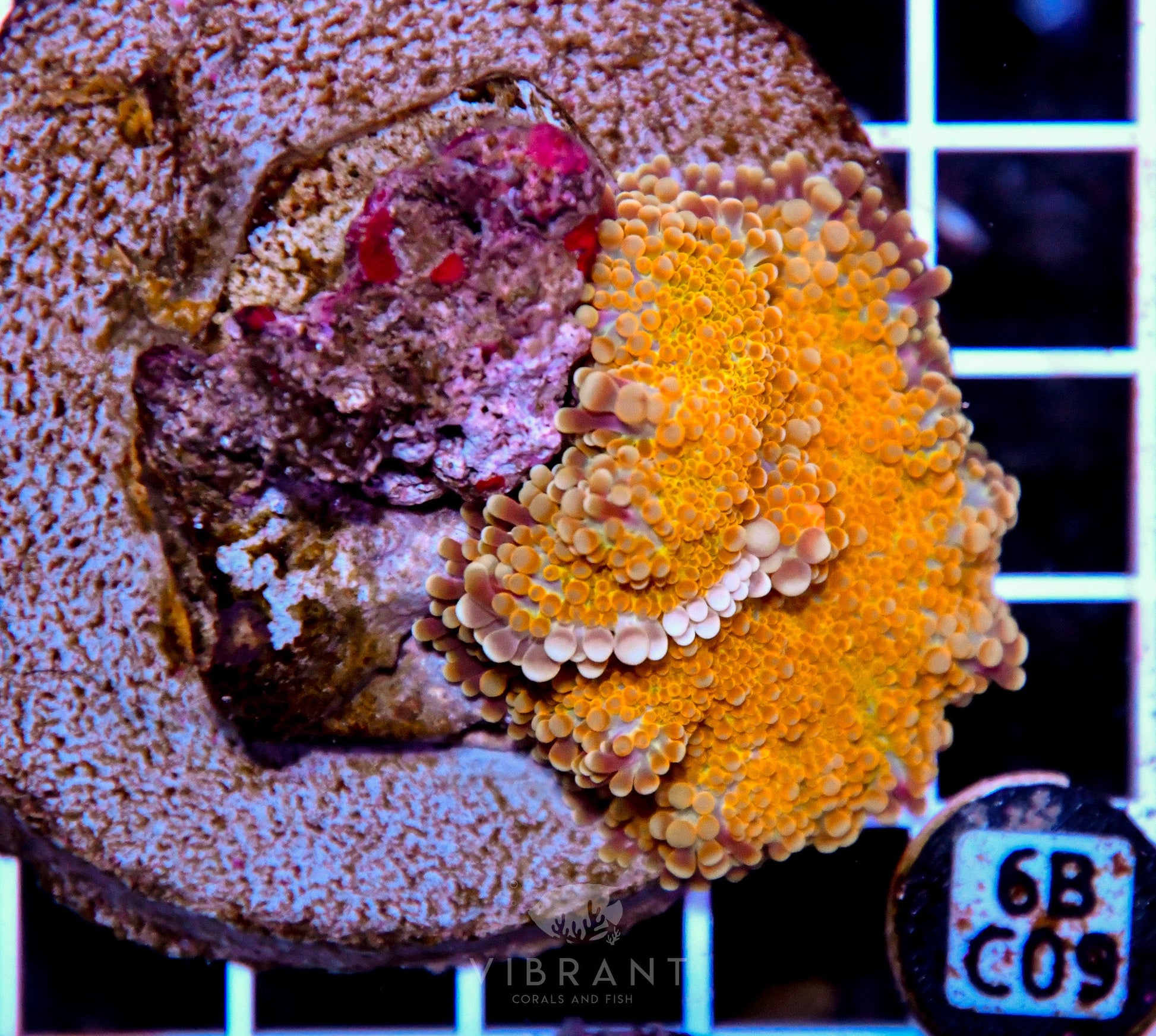 Mushroom INDO