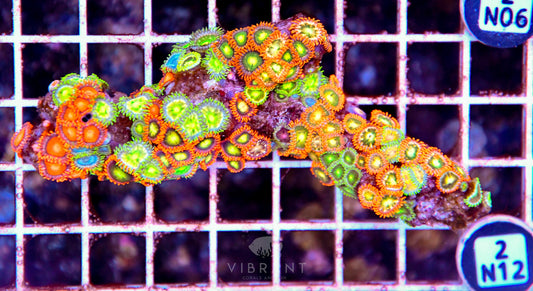 Zoa AUS
