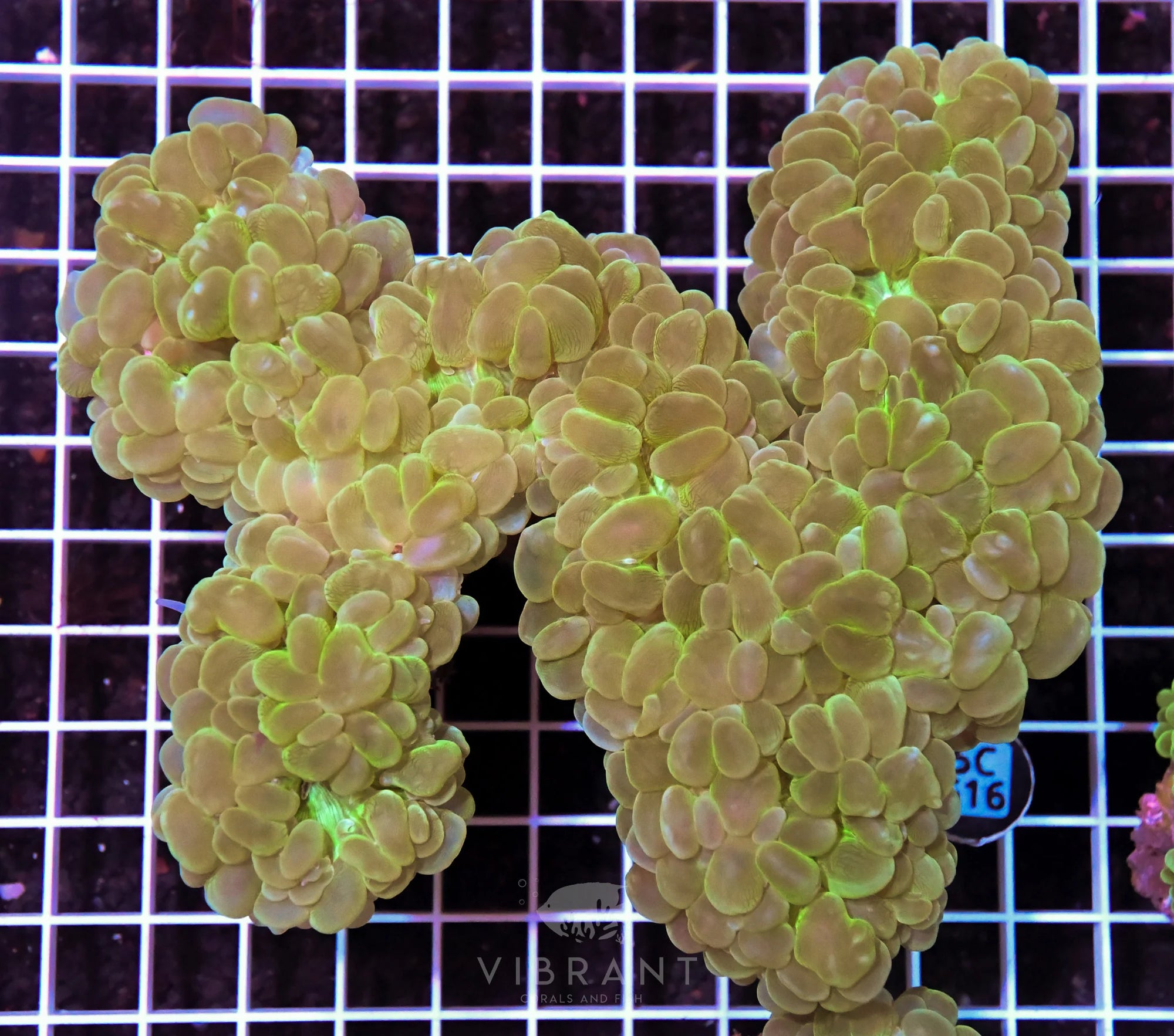 Bubble Coral AUS XL