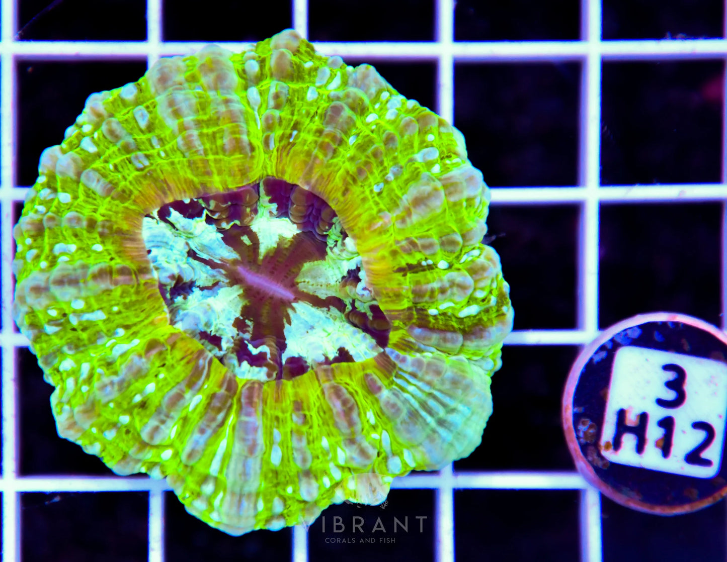 Acanthophyllia AUS