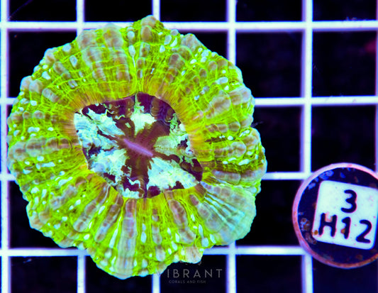 Acanthophyllia AUS