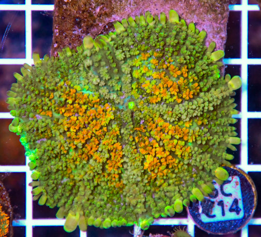 Mushroom INDO