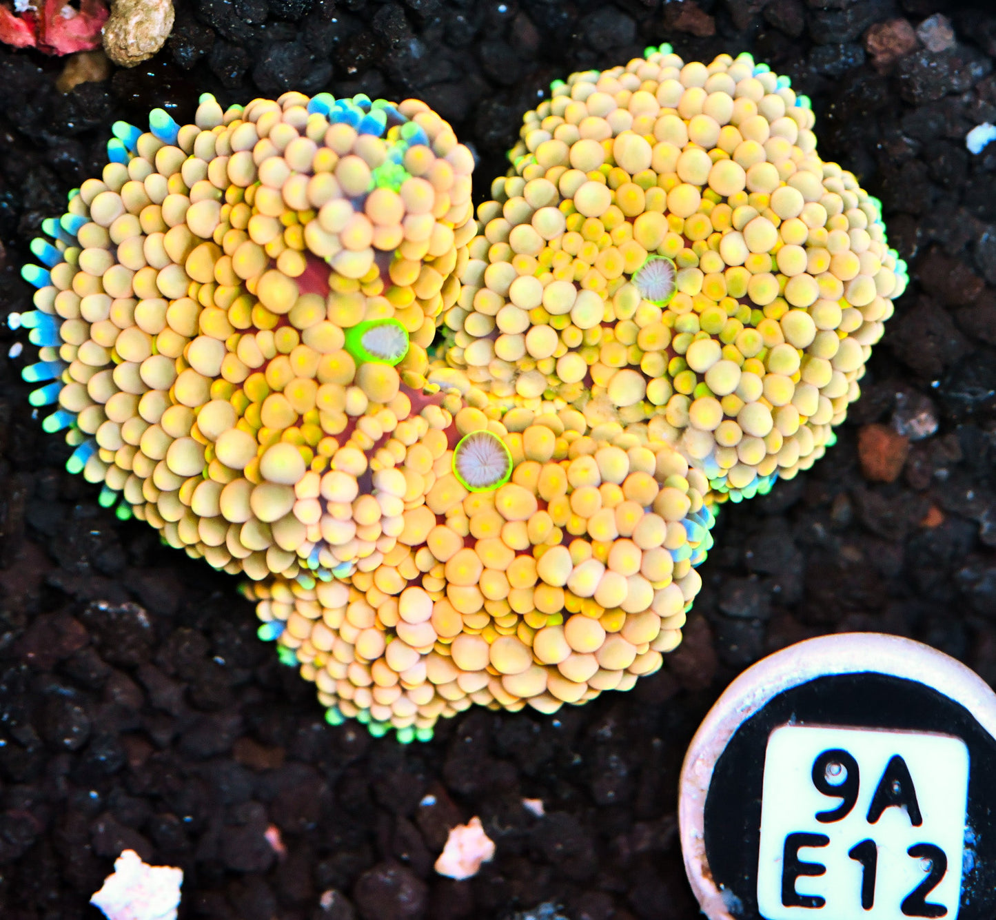 Ricordea Mushroom