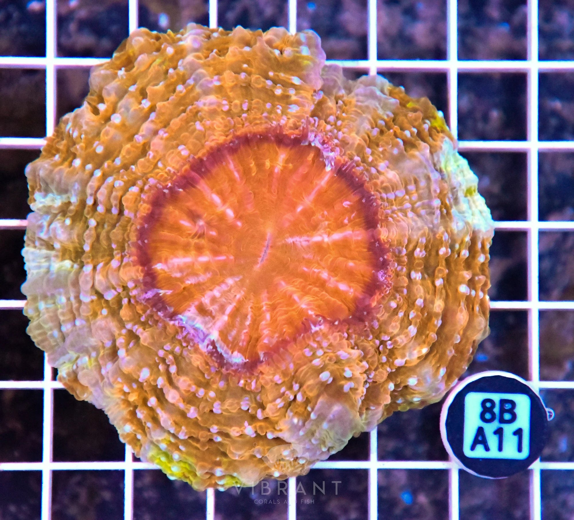 Acanthophyllia INDO W
