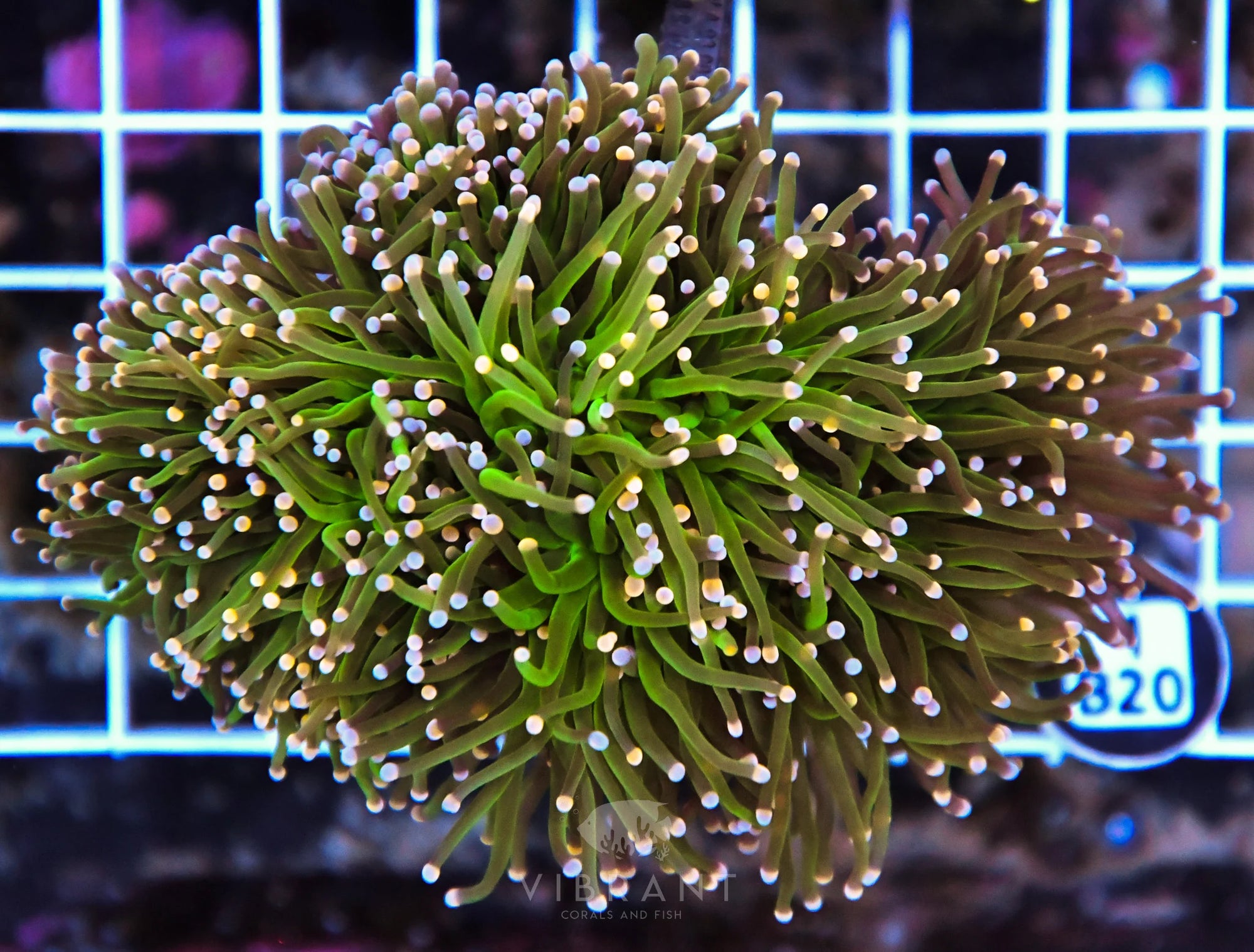 Torch INDO