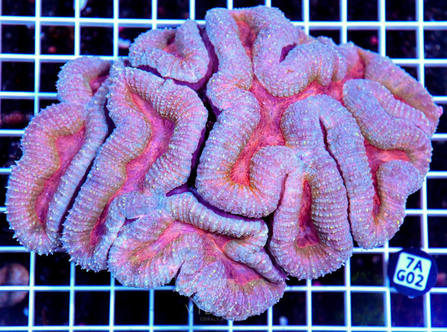 Symphyllia INDO W