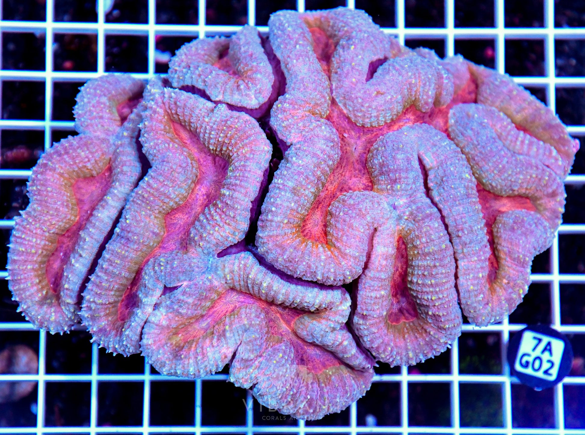 Symphyllia INDO W