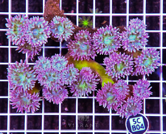 Duncan Colony AUS