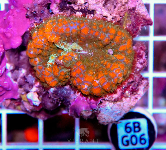 Mushroom INDO