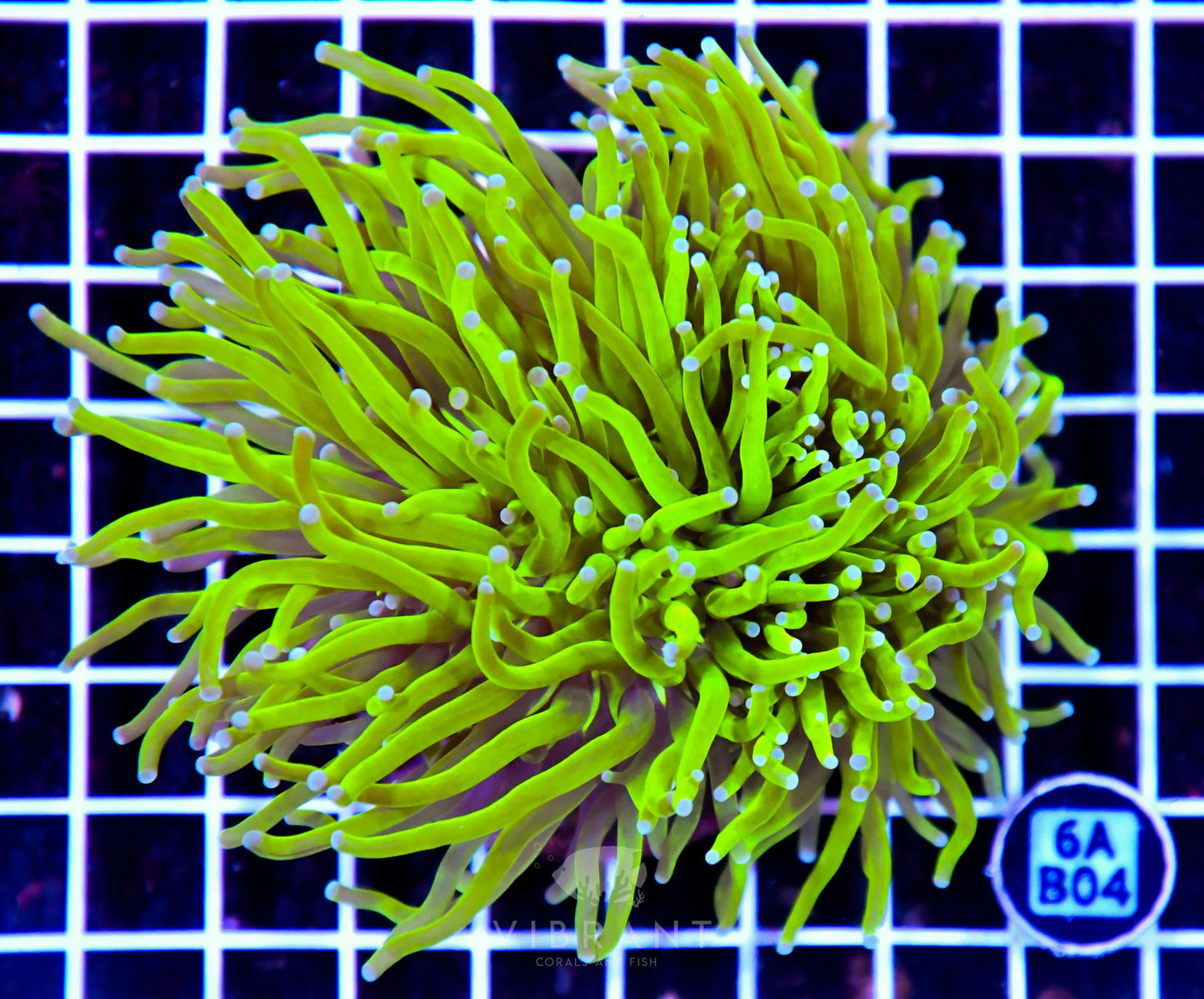 Torch INDO Deepwater HG XL